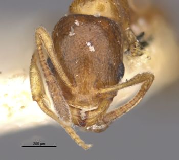 Media type: image;   Entomology 20793 Aspect: head frontal view